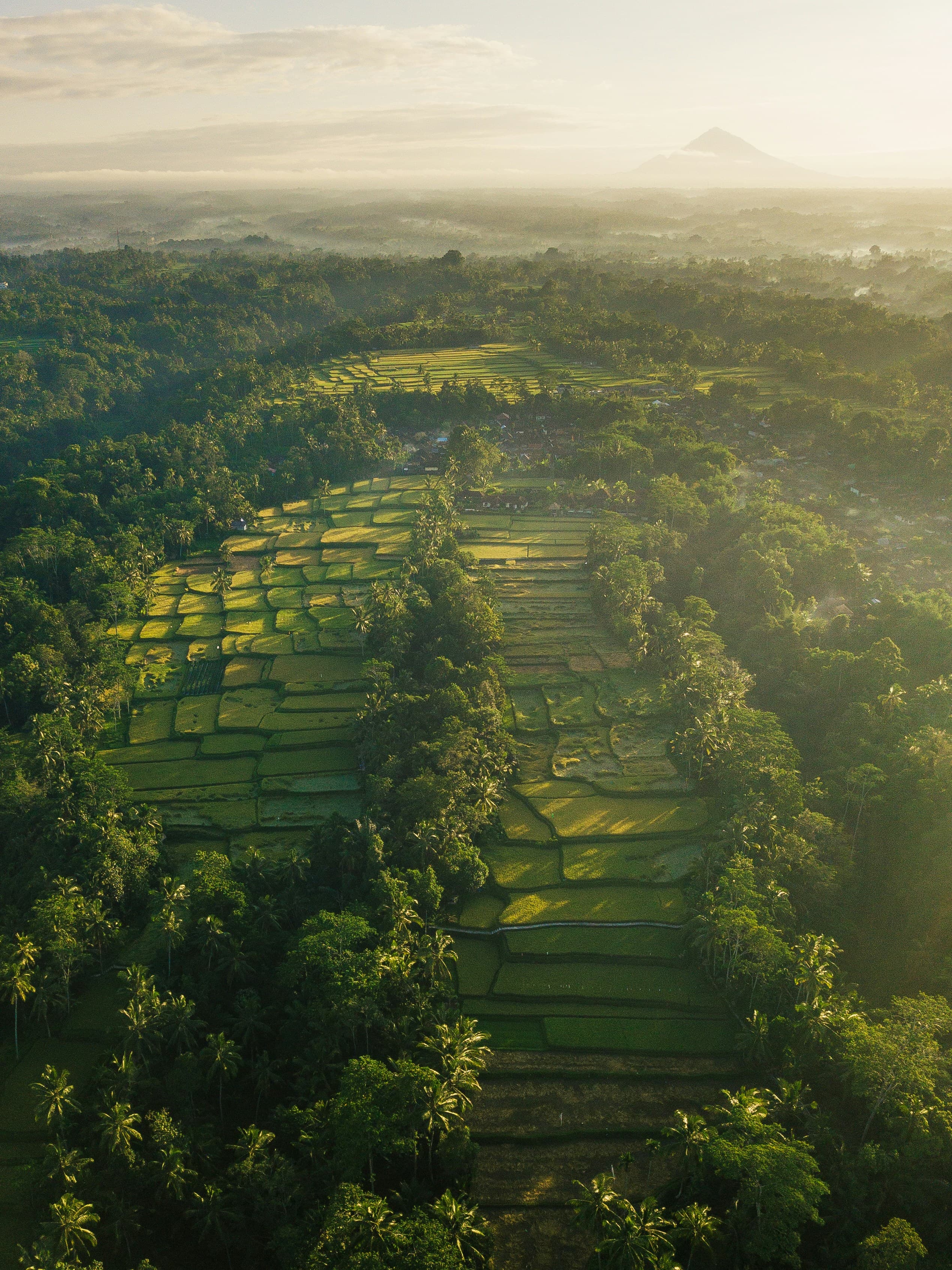 Aerial view of Indonesian rice terraces at sunrise